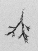 blaaswier (fucus vesiculosus) 9-2014 3986-